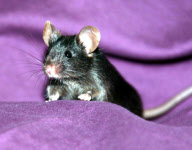 (2)CHINA-BEIJING-IPS MOUSE (CN)