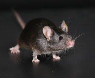 (1)CHINA-BEIJING-IPS MOUSE (CN)