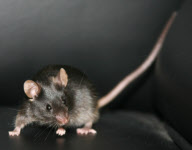 (3)CHINA-BEIJING-IPS MOUSE (CN)