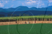 maize crop,
