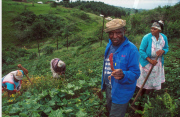 Indigenous vegetables,Zamane community gardens