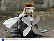 Stanley the dog on his miniature replica Spitfire, Essex, Britain - 28 Oct 2007