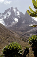 MOUNT KENYA, MAIN PEAKS VIEWED FROM TELEKI VALLEY