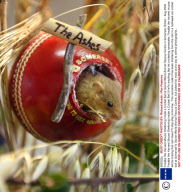 Freddie the Harvest Mouse Sheltering Inside a Cricket Ball at Secret World Animal Rescue Centre in Somerset, Britain - Aug 2009