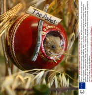 Freddie the Harvest Mouse Sheltering Inside a Cricket Ball at Secret World Animal Rescue Centre in Somerset, Britain - Aug 2009