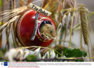 Freddie the Harvest Mouse Sheltering Inside a Cricket Ball at Secret World Animal Rescue Centre in Somerset, Britain - Aug 2009