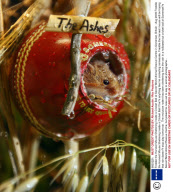 Freddie the Harvest Mouse Sheltering Inside a Cricket Ball at Secret World Animal Rescue Centre in Somerset, Britain - Aug 2009