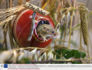 Freddie the Harvest Mouse Sheltering Inside a Cricket Ball at Secret World Animal Rescue Centre in Somerset, Britain - Aug 2009