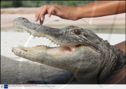'Alligator Whisperer' Jeanette Rivera, Everglades Alligator Farm, Florida, USA - 2009