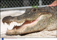 'Alligator Whisperer' Jeanette Rivera, Everglades Alligator Farm, Florida, USA - 2009
