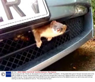 Stoat survives 32-mile, 70mph car ride trapped in front grille of a BMW, Lincolnshire - 07 Aug 2009