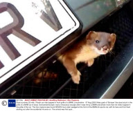 Stoat survives 32-mile, 70mph car ride trapped in front grille of a BMW, Lincolnshire - 07 Aug 2009