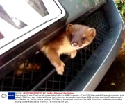 Stoat survives 32-mile, 70mph car ride trapped in front grille of a BMW, Lincolnshire - 07 Aug 2009
