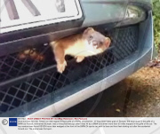 Stoat survives 32-mile, 70mph car ride trapped in front grille of a BMW, Lincolnshire - 07 Aug 2009