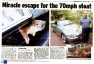 Stoat survives 32-mile, 70mph car ride trapped in front grille of a BMW, Lincolnshire - 07 Aug 2009