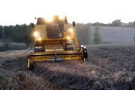 harvest