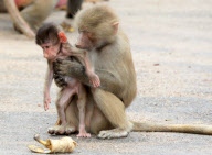 HAGENBECKS TIERPARK - Hamburg