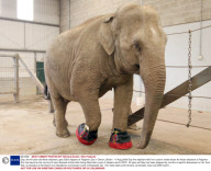 Gay, the 40-year-old Asian elephant, gets £500 slippers at Paignton Zoo in Devon, Britain - 10 Aug 2009