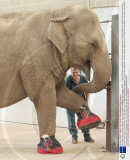 Gay, the 40-year-old Asian elephant, gets £500 slippers at Paignton Zoo in Devon, Britain - 10 Aug 2009