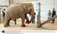 Gay, the 40-year-old Asian elephant, gets £500 slippers at Paignton Zoo in Devon, Britain - 10 Aug 2009