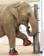 Gay, the 40-year-old Asian elephant, gets £500 slippers at Paignton Zoo in Devon, Britain - 10 Aug 2009
