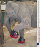 Gay, the 40-year-old Asian elephant, gets £500 slippers at Paignton Zoo in Devon, Britain - 10 Aug 2009