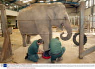 Gay, the 40-year-old Asian elephant, gets £500 slippers at Paignton Zoo in Devon, Britain - 10 Aug 2009