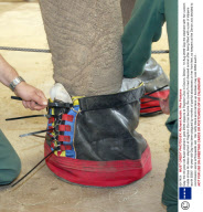 Gay, the 40-year-old Asian elephant, gets £500 slippers at Paignton Zoo in Devon, Britain - 10 Aug 2009