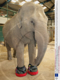 Gay, the 40-year-old Asian elephant, gets £500 slippers at Paignton Zoo in Devon, Britain - 10 Aug 2009