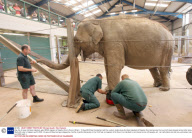 Gay, the 40-year-old Asian elephant, gets £500 slippers at Paignton Zoo in Devon, Britain - 10 Aug 2009