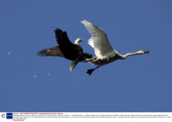 Bald Eagle Attacks a Swan in Mid-Air, Lakelse River, Terrace, British Columbia, Canada - 11 Aug 2009