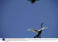 Bald Eagle Attacks a Swan in Mid-Air, Lakelse River, Terrace, British Columbia, Canada - 11 Aug 2009