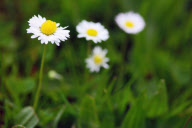 flora