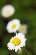 flora