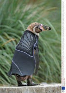 Ralph the Bald Penguin and His Specially Designed Wetsuit,  Marwell Wildlife Park, Hampshire, Britain - 13 Aug 2009