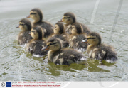 Ducklings fished from drain by fisherman, Colyford, Devon, Britain - 12 Aug 2009