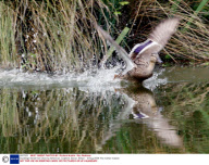 Ducklings fished from drain by fisherman, Colyford, Devon, Britain - 12 Aug 2009