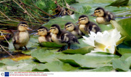 Ducklings fished from drain by fisherman, Colyford, Devon, Britain - 12 Aug 2009