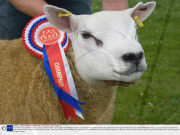 The world's most expensive sheep, Lanark, Scotland, Britain - 28 Aug 2009