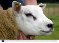 The world's most expensive sheep, Lanark, Scotland, Britain - 28 Aug 2009