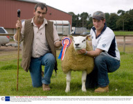 The world's most expensive sheep, Lanark, Scotland, Britain - 28 Aug 2009