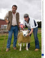 The world's most expensive sheep, Lanark, Scotland, Britain - 28 Aug 2009