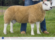 The world's most expensive sheep, Lanark, Scotland, Britain - 28 Aug 2009