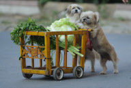 Dogs trained to be cart pushers