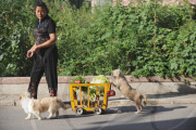 Dogs trained to be cart pushers