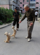 Dogs trained to be cart pushers