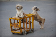 Dogs trained to be cart oushers
