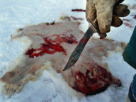 Inuit hunters on the ice at Frobisher Bay near Tonglait, Nunavut in arctic Canada - 2003