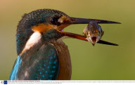 Kingfisher swoops to catch a fish, Rishon LeZion, Israel - Sep 2009