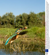 Kingfisher swoops to catch a fish, Rishon LeZion, Israel - Sep 2009